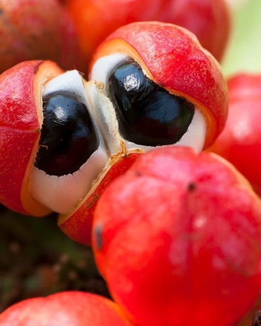 Guarana: The Amazon's Secret for Steady Energy