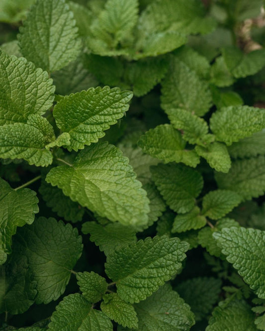 Lemon Balm: Nature’s Stress & Sleep Solution